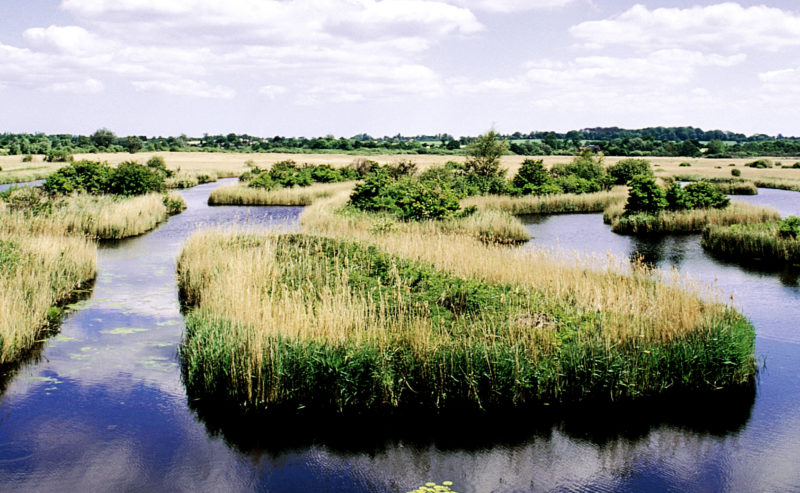 A Day Out at Strumpshaw Fen