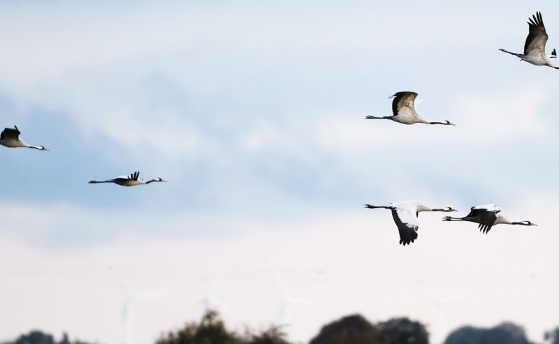 A Day Out at Welney Wetlands