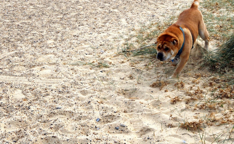 Top 10 Dog Walks In Norfolk