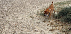 Top Dog Walks In Norfolk