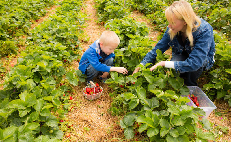 A day out at White House Farm