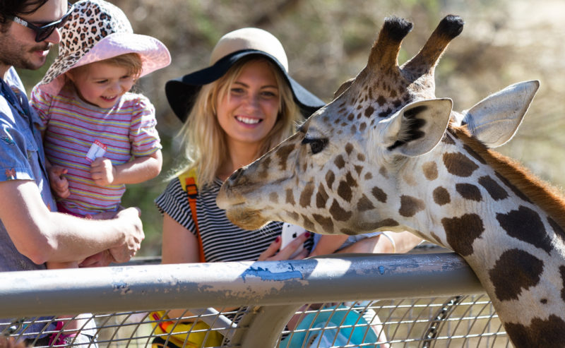 Up Close With the Animals around Norfolk