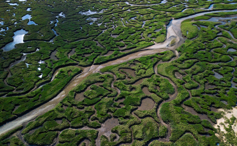 A Guide to Norfolk Fens and Marshes